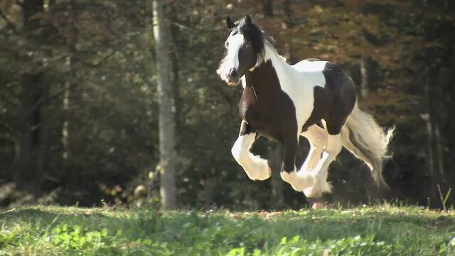 Herd of Gypsy Vanner Horse colts & fillies run in autumn pasture