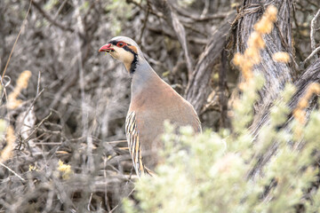 Birds, fowl, birds of prey, in British Columbia Canada