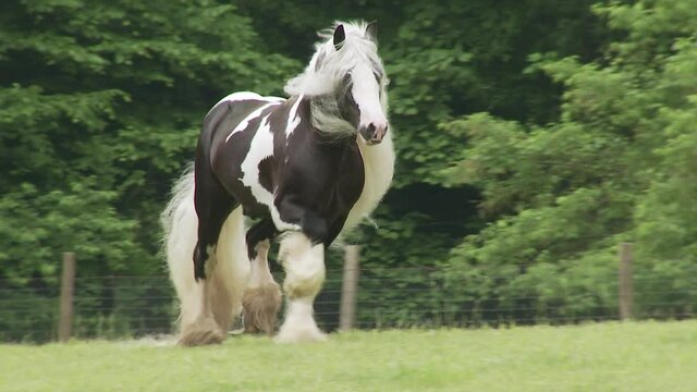 Gypsy Vanner horse stallion running at  liberty unbridled in green pasture.