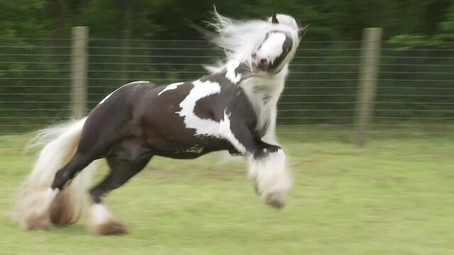 Gypsy Vanner horse stallion running at  liberty unbridled in green pasture.
