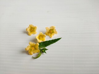 A yellow flower on a white background