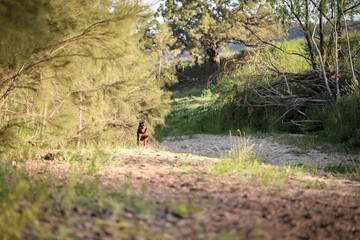 Happy rottweiler dog running along riverbed sopping wet after swimming in river