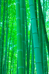 Fototapeta premium 竹林