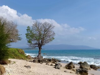 Fototapeta na wymiar tree on the beach