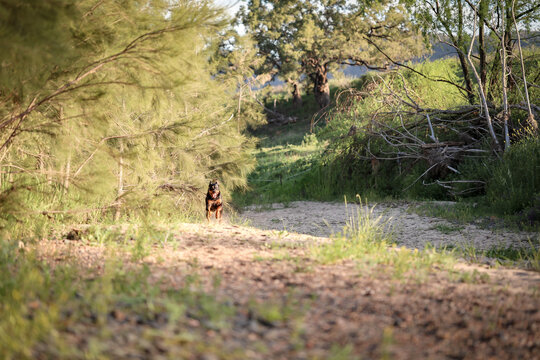 Happy rottweiler dog running along riverbed sopping wet after swimming in river © Caseyjadew