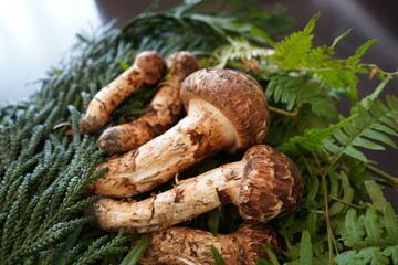 日本の岩手県でとれた松茸をテーブルに置く