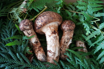 日本の岩手県でとれた松茸3本程度