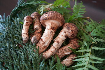 日本の岩手県でとれた松茸6本程度