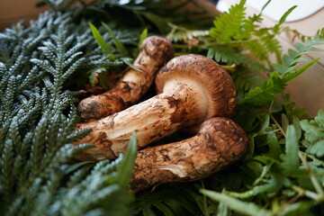 日本の岩手県でとれた松茸