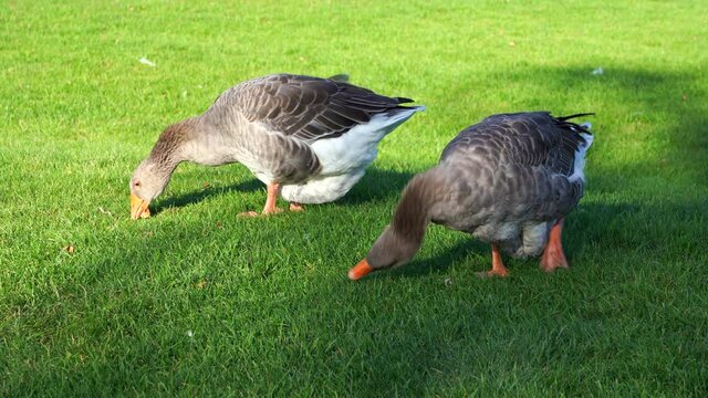 well-groomed domestic gray geese with an orange beak graze on the bright green grass lawn. fat goose eating grass on the farm. poultry farm