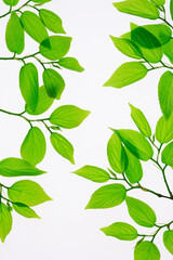 Fototapeta premium 新緑の葉っぱ