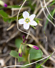Alpine Wildflowers