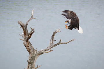 Birds, fowl, birds of prey, in British Columbia Canada