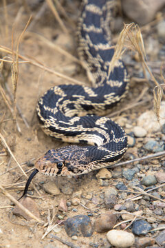 Snakes in British Columbia Canada