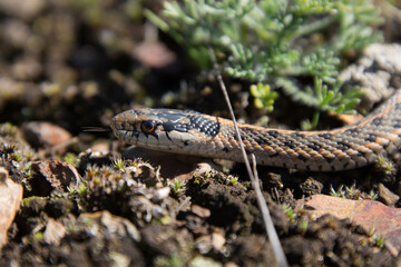 Snakes in British Columbia Canada