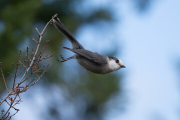 Wildlife in British Columbia Canada