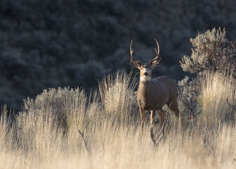 Wildlife in British Columbia Canada