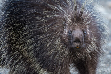 Wildlife in British Columbia Canada