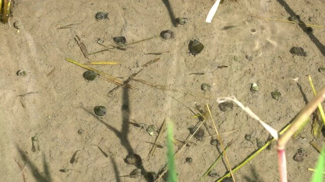 A fry of killifish swimming in a rice field