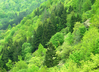 Background with mountain forest slope, slopes and valley. Spring natural greenery with many species of coniferous and deciduous trees.