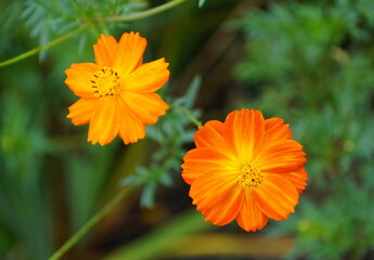 Cosmos Sulphureus, a tall orange flower