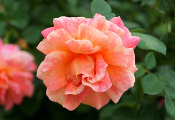 Fototapeta premium Orange and pink Floribunda Rose 'Harpageant' flower