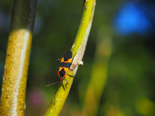 Large Milkweed Bug Adult