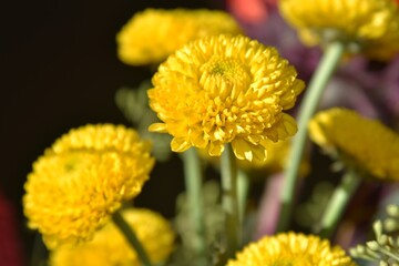Yellow mums in bloom