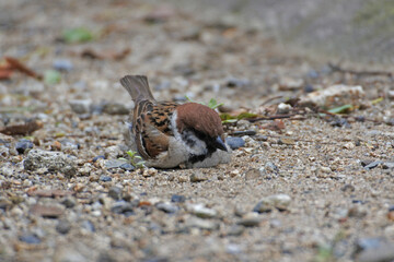 Sparrow gets lying down sand and starts sand bathing.