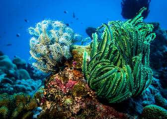 Sea lilies on the coral reef at the bottom of the Andaman sea in Thailand