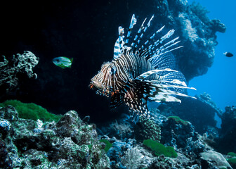 Lionfish hunts near the reef at the bottom of the Indian ocean