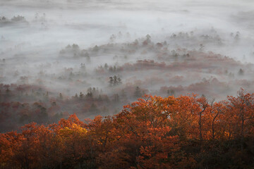 Dreamy foggy moments in the fall colored trees in north carolina, the Blue Ridge Mountains. Layers of fog and mist float through the landscape. 