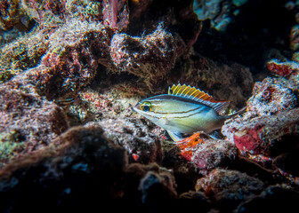 Fototapeta na wymiar Anthias fish at night on the reef at the bottom of the Andaman sea