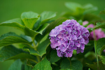 purple and white lilac