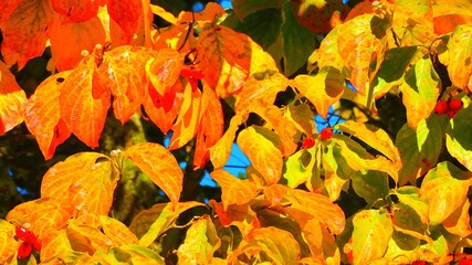 Obraz premium autumn leaves background