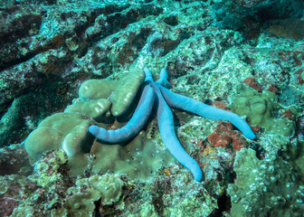 Blue starfish and sea sponge on a coral reef at the bottom of the Indian ocean