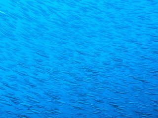 An endless flock of fish, rushing at high speed