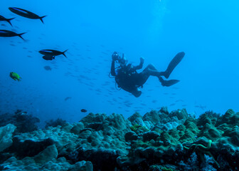 Fototapeta na wymiar The diver above the surface of a coral reef in an incredible position taking pictures of the fish