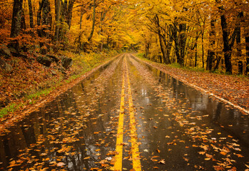 Wet roads reflect the yellow mood of the autumn season. Maples covered in orange and yellow leaves create a tunnel down the road