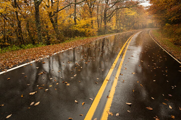 Wet roads reflect the yellow mood of the autumn season. Maples covered in orange and yellow leaves...