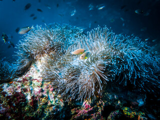 Fototapeta na wymiar Actinia (Heteractis Aurora) and anemone fish living in it in the Indian ocean