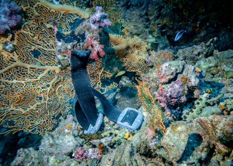 Belt with loads of some diver at the bottom of the sea among the corals: lost or discarded in a...