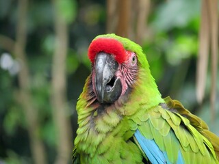 military gacamaya in search of its food