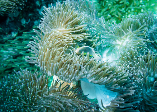 Actinia (Heteractis Aurora) and anemone fish living in it in the Indian ocean