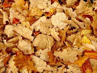 fallen autumn oak leaves in raindrops, selective focus