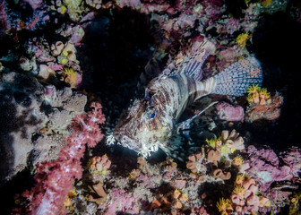 Lionfish on the coral reef at night in the Indian ocean