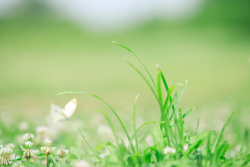 シロツメグサと蝶