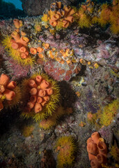 Coral reef colors at night at the bottom of the Indian Ocean