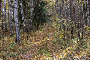 Trail in the autumn forest , covered with colorful fallen leaves