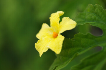 ヘチマの花